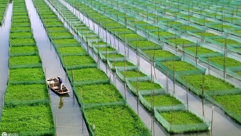 农业项目对比分析：如何避免误判与风险
