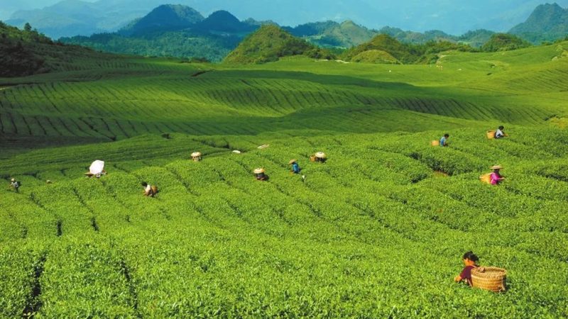 山东水果种植基地采购，如何规避四大误区？**