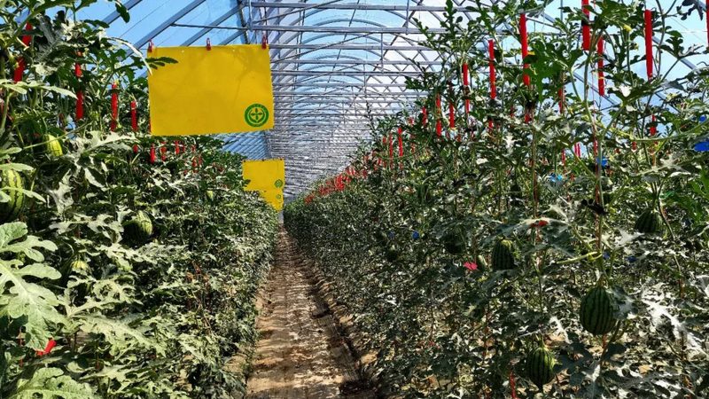 如何与种植户建立稳固的农资代理合作关系**