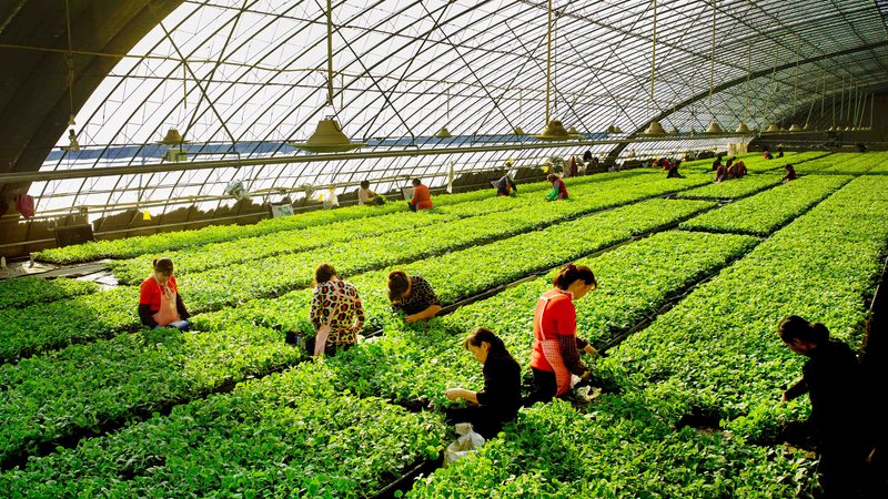 蔬菜批发商进货价格表背后的秘密