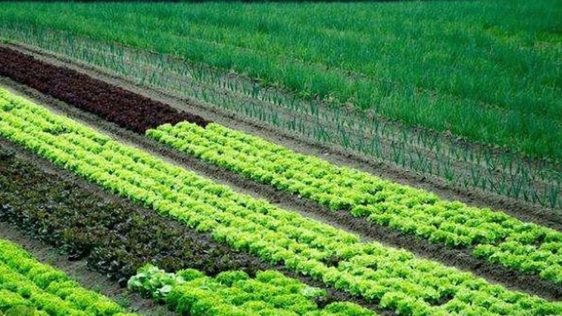 生鲜周转箱规格参数表：了解标准，保障食品安全