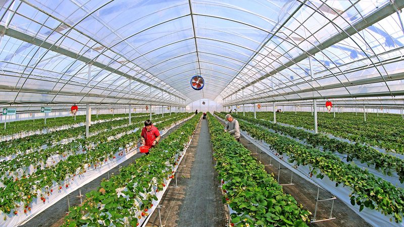 蔬菜批发选货，如何把握市场脉搏，实现盈利增长？**