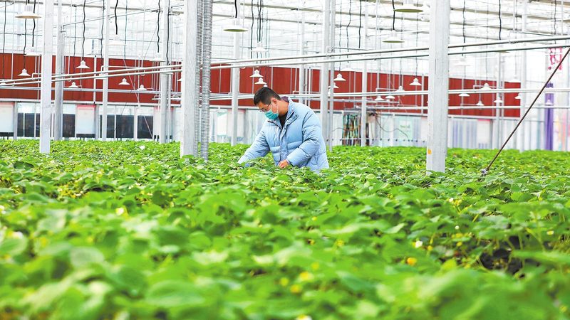 2025年农业产业园补贴政策解析：机遇与挑战并存**