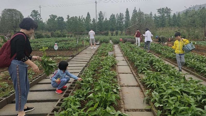 蔬菜种植，如何选择合适品种与控制周期？**