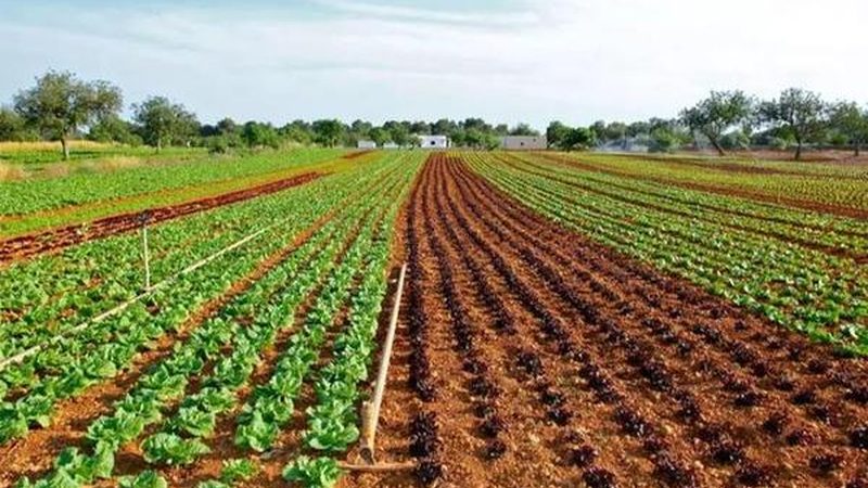 果蔬配送验收标准规范：确保品质，保障安全